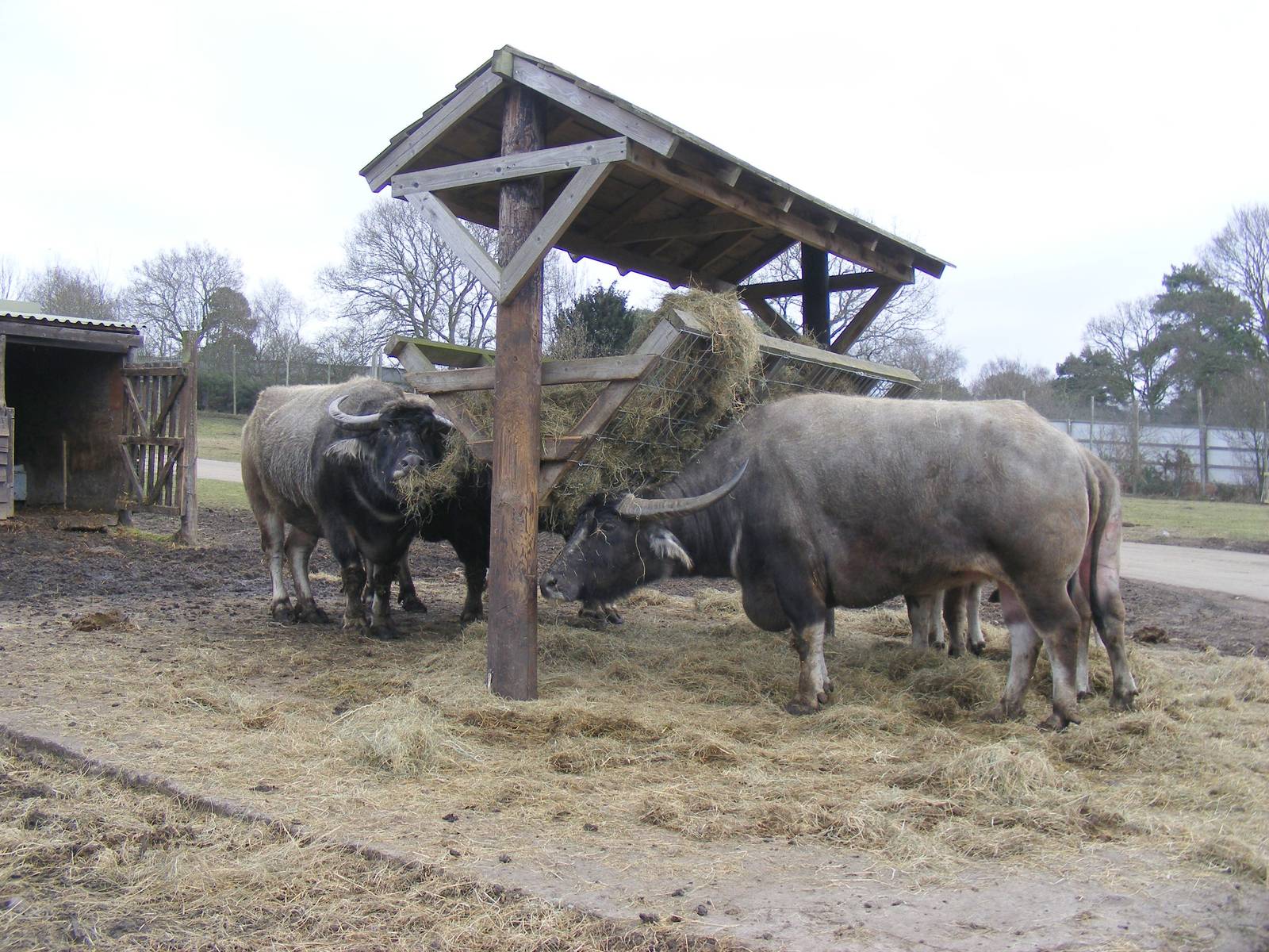 Asian buffaloes at West Midland Safari Park, 13 February 2010