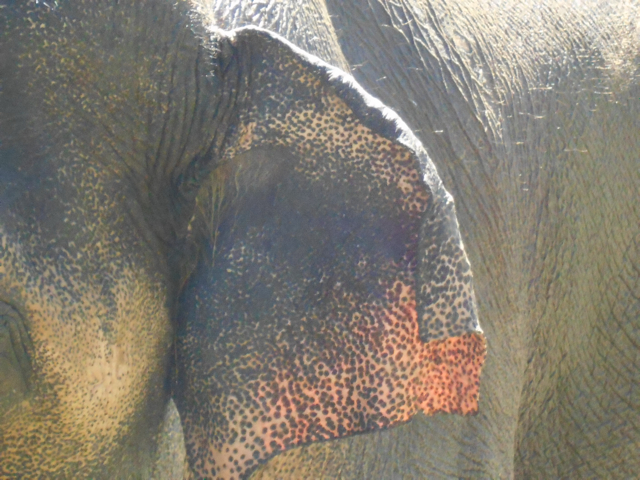 Asian bull elephant close up