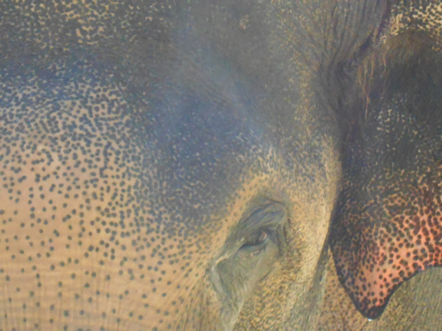 Asian bull elephant close up