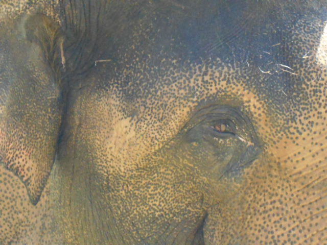 Asian bull elephant close up