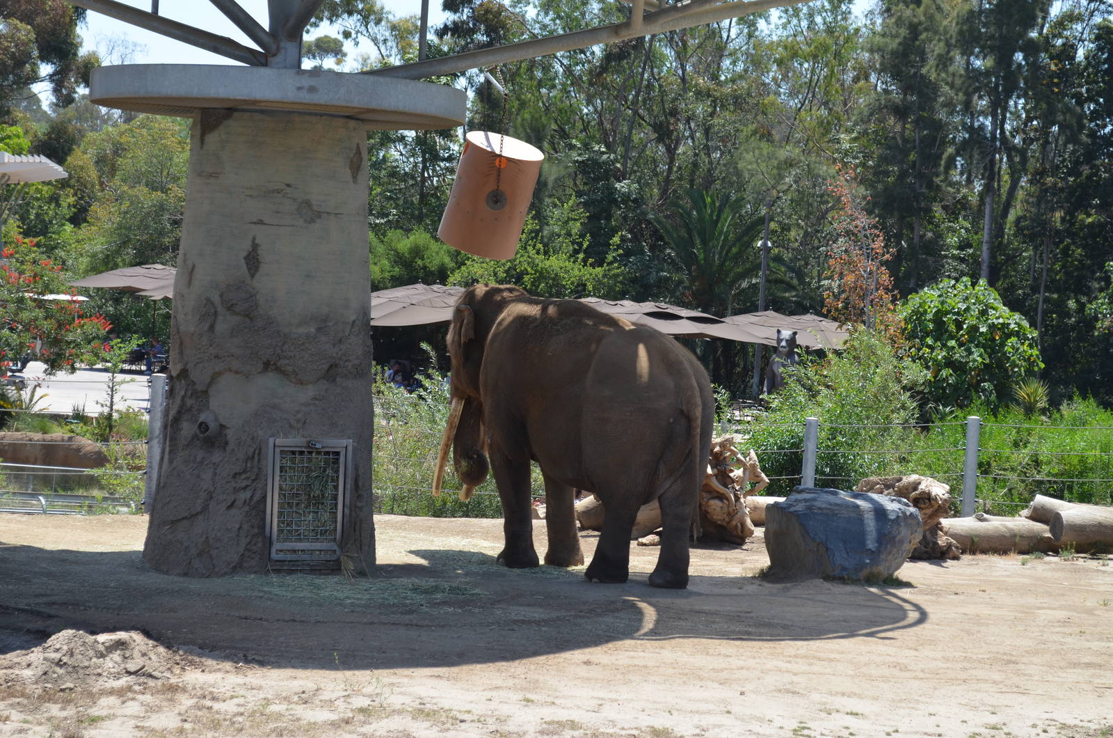 Asian Bull Elephant Ranchipur - Elephant Odyssey