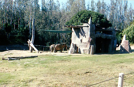 Asian bull elephant  @ San Diego wild animal park