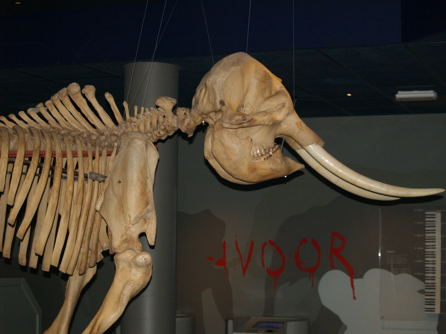 Asian bull elephant skull in the basement of the Asian house, 2006-07-08
