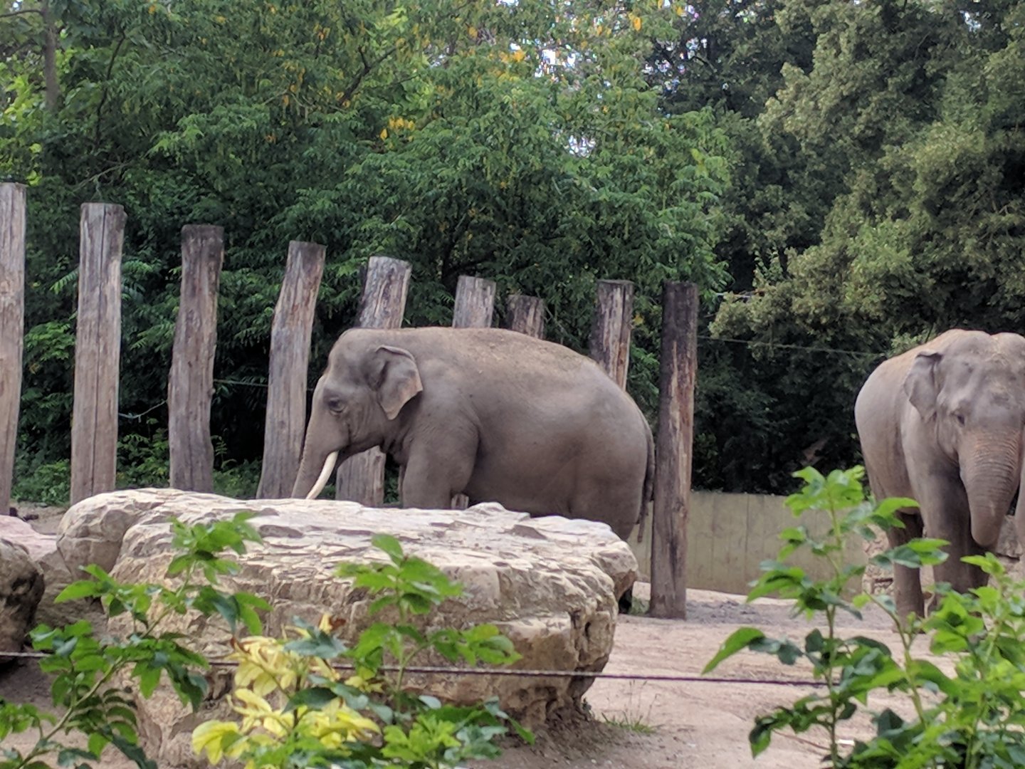 Asian Bull Elephants