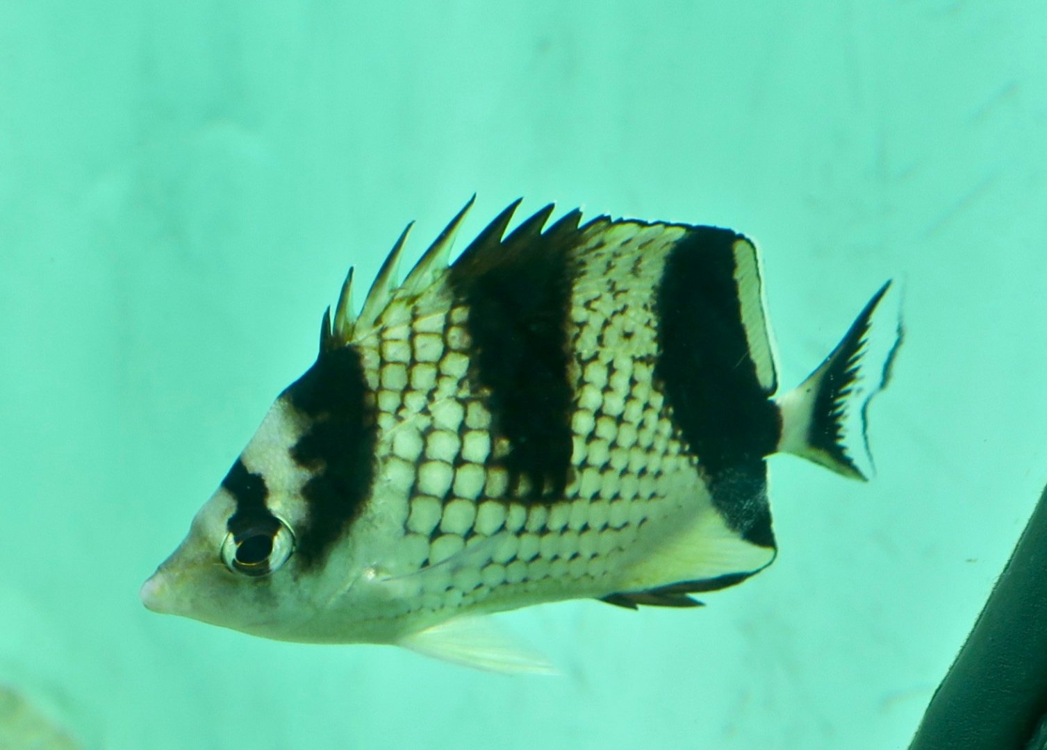 Asian Butterflyfish (Chaetodon argentatus)