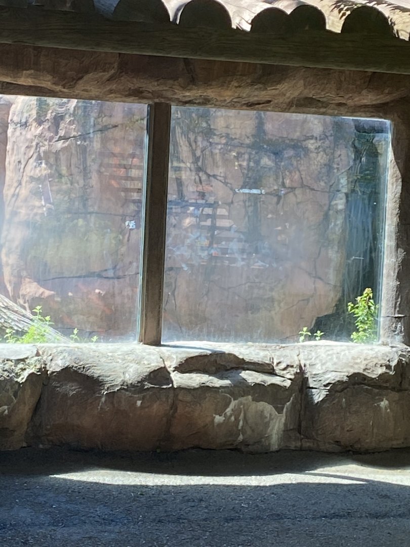 Asian caravan Amur tiger exhibit