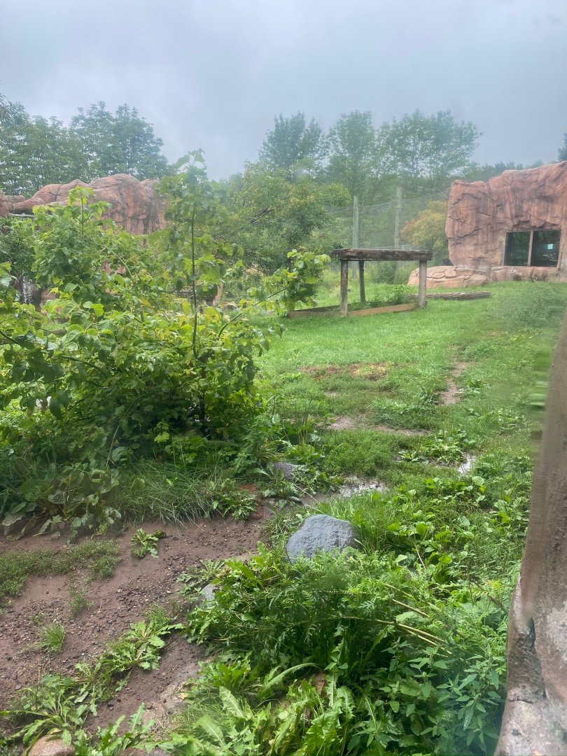 Asian caravan- Amur tiger exhibit