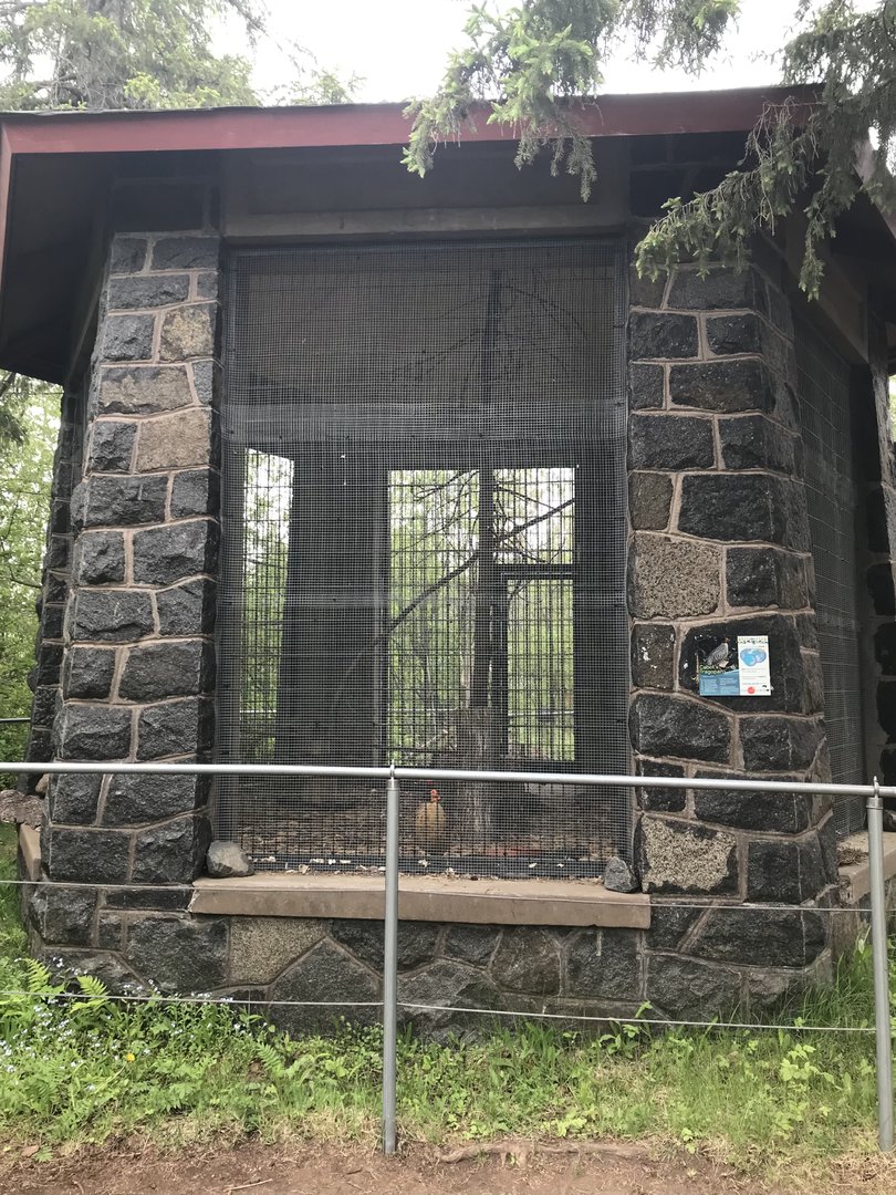 Asian Caravan - Cabot’s Tragopan Exhibit