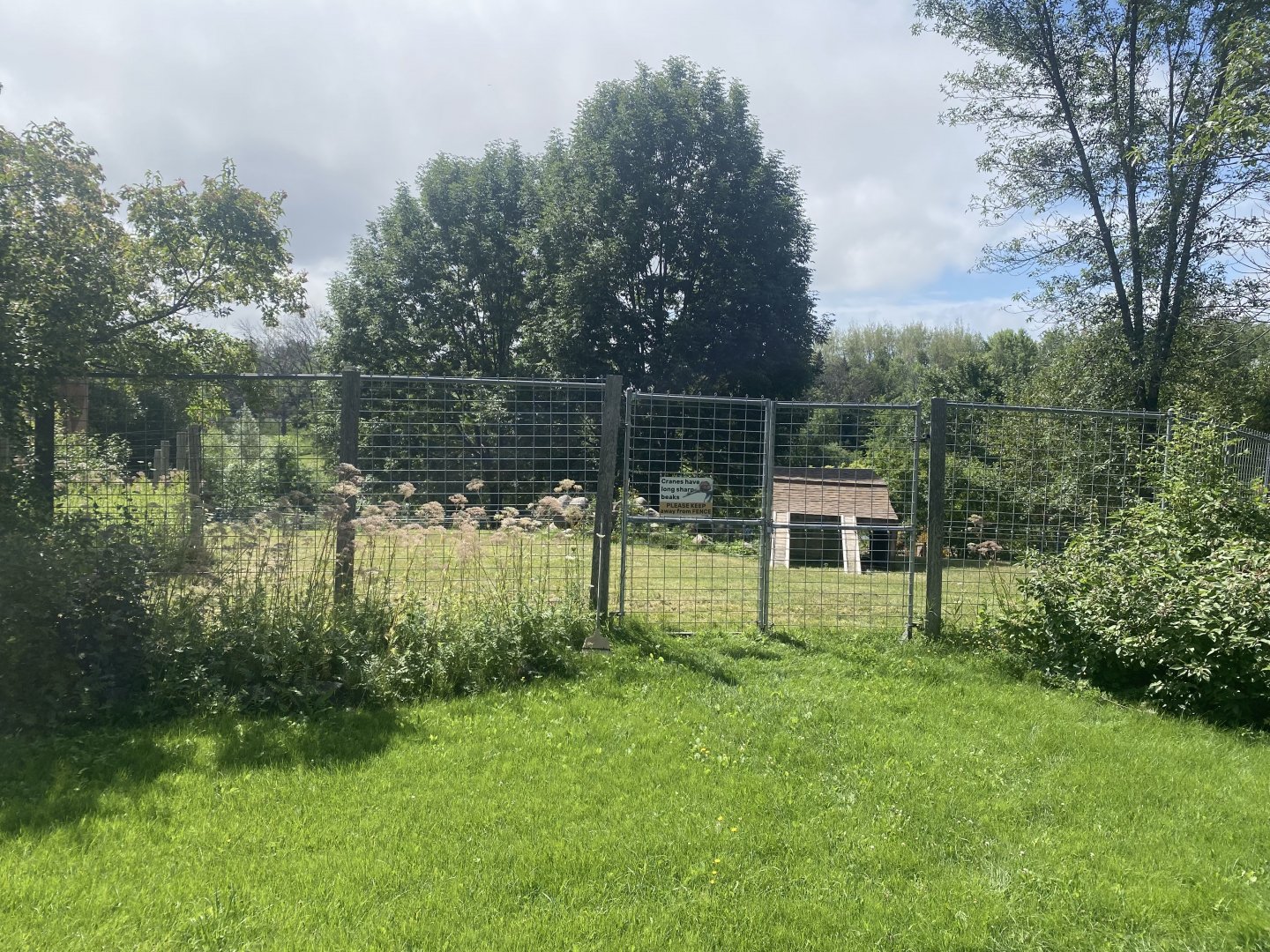 Asian Caravan - Central Chinese Goral/White-Naped Crane Exhibit