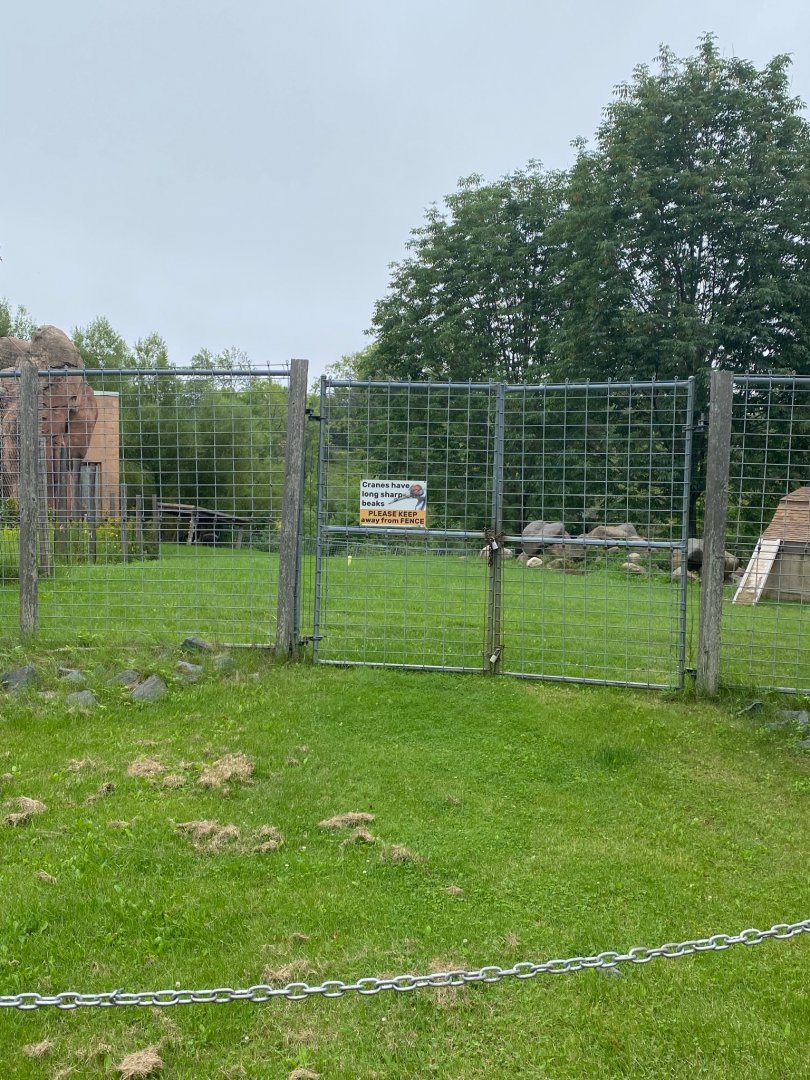 Asian caravan- central Chinese goral & White napped crane exhibit