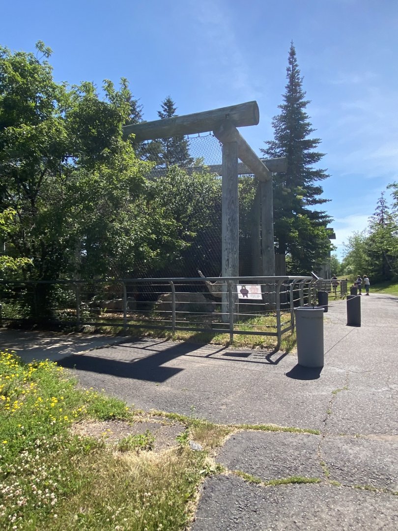 Asian caravan Eurasian lynx exhibit