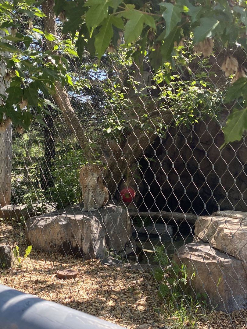 Asian caravan Eurasian lynx