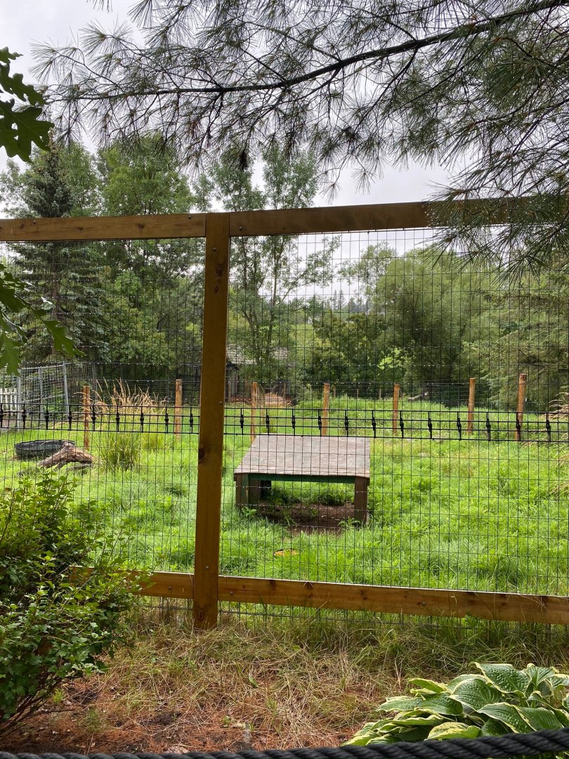 Asian caravan- reeves muntjac exhibit