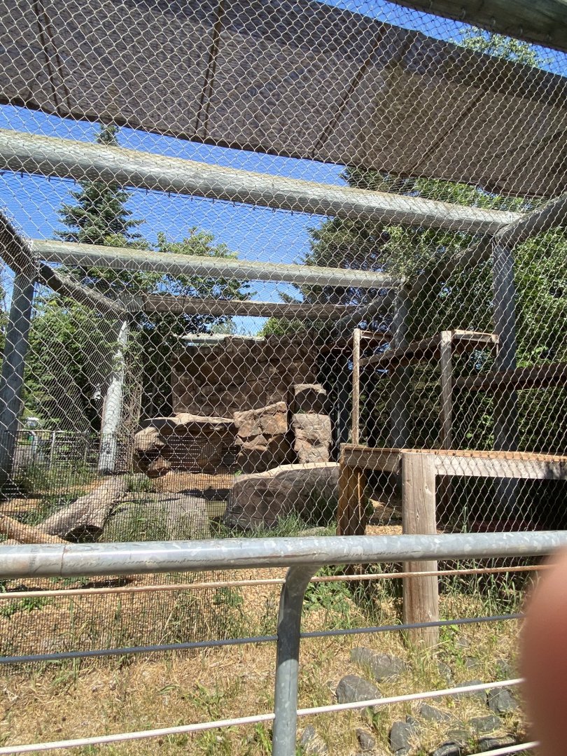 Asian caravan snow leopard exhibit