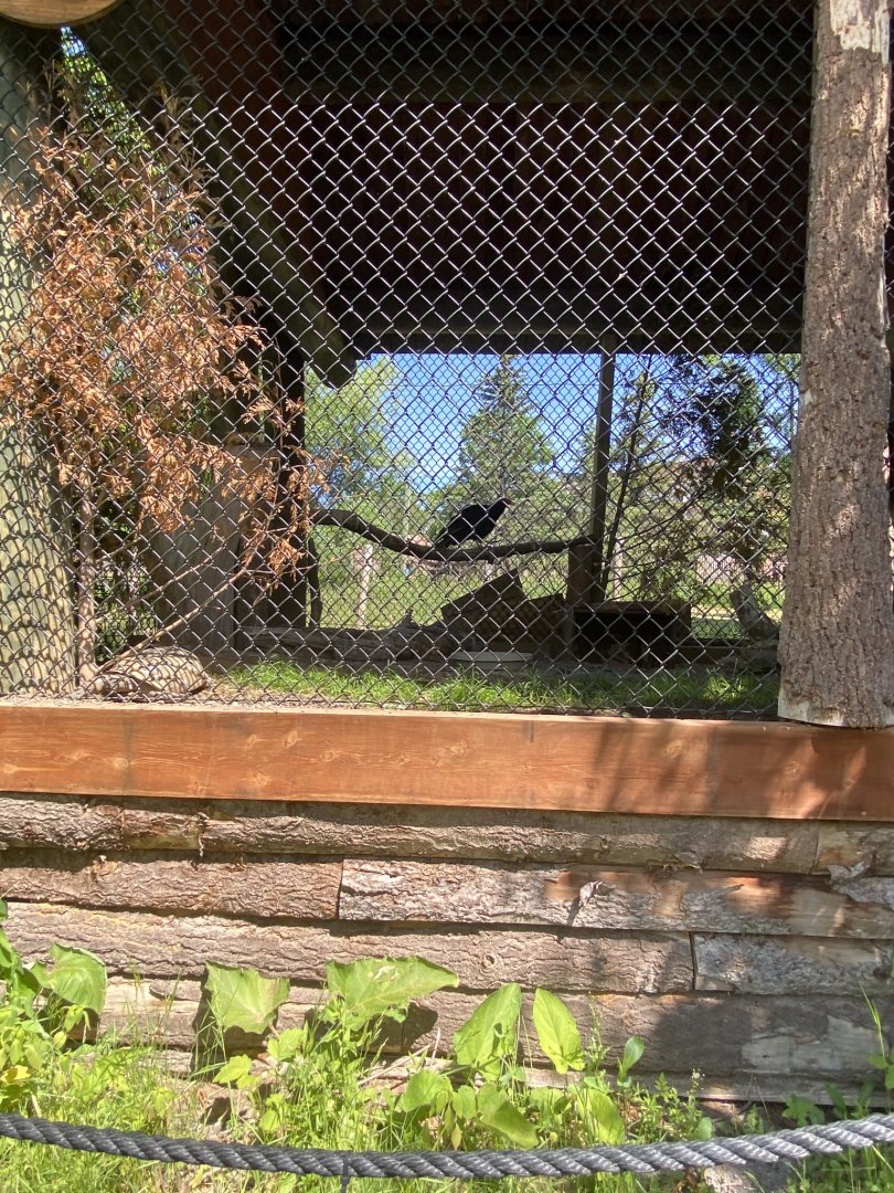 Asian caravan turkey vulture and gopher tortoise exhibit with Chinese goral and white-naped crane exhibit in the background
