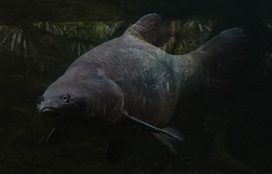 Asian Carp ID