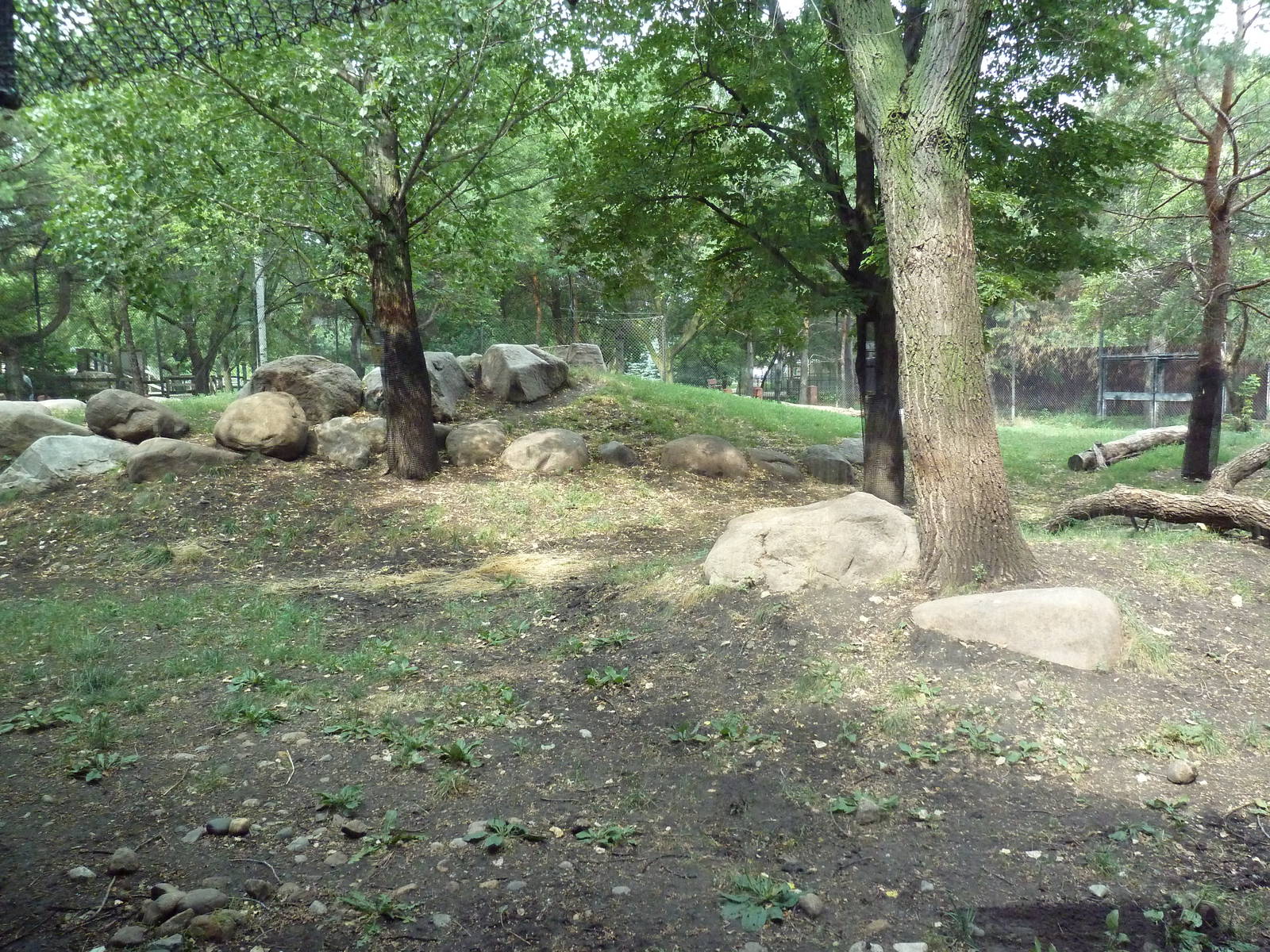 Asian Cats - Amur Tiger Exhibit