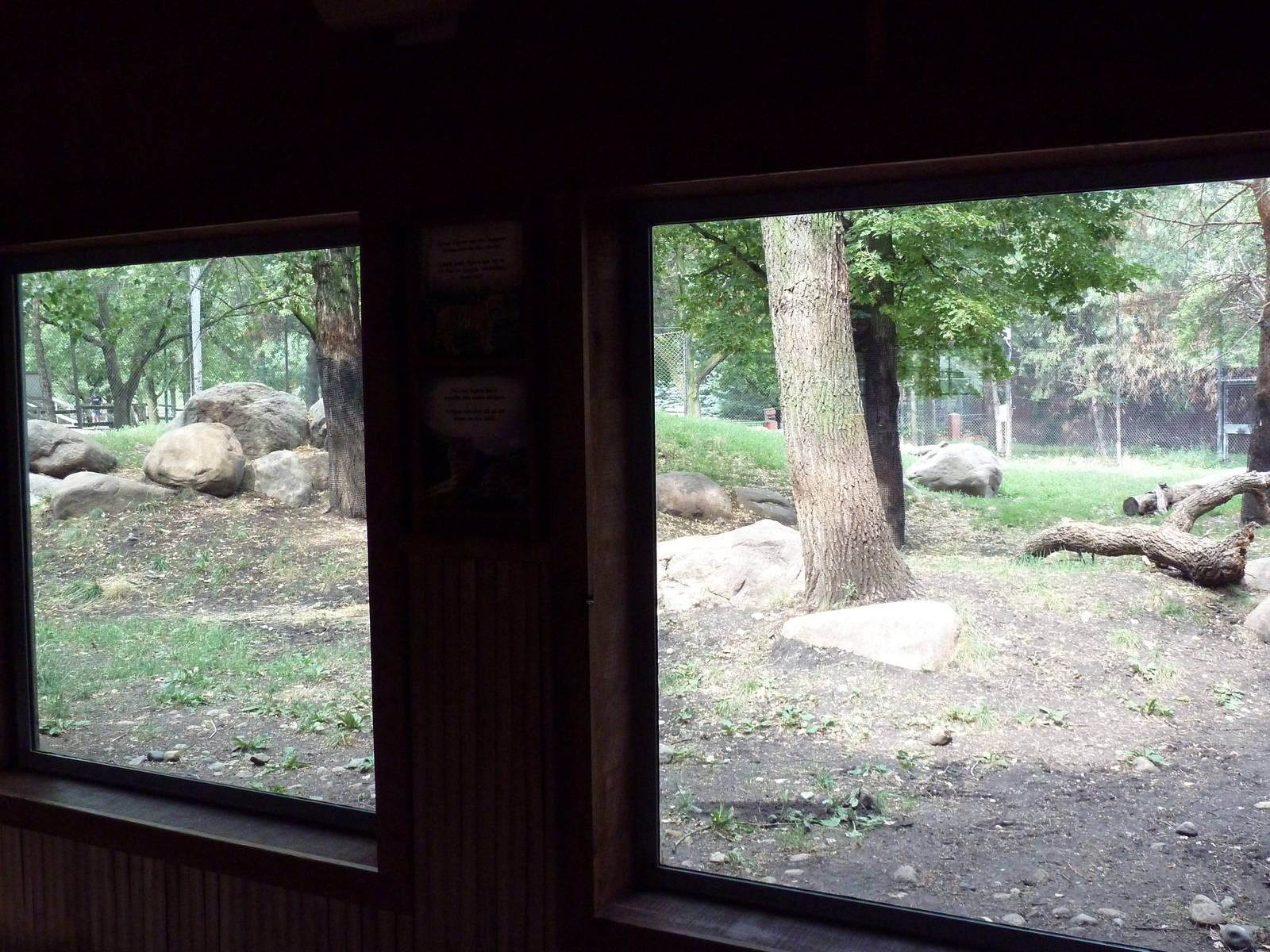 Asian Cats - Amur Tiger Exhibit