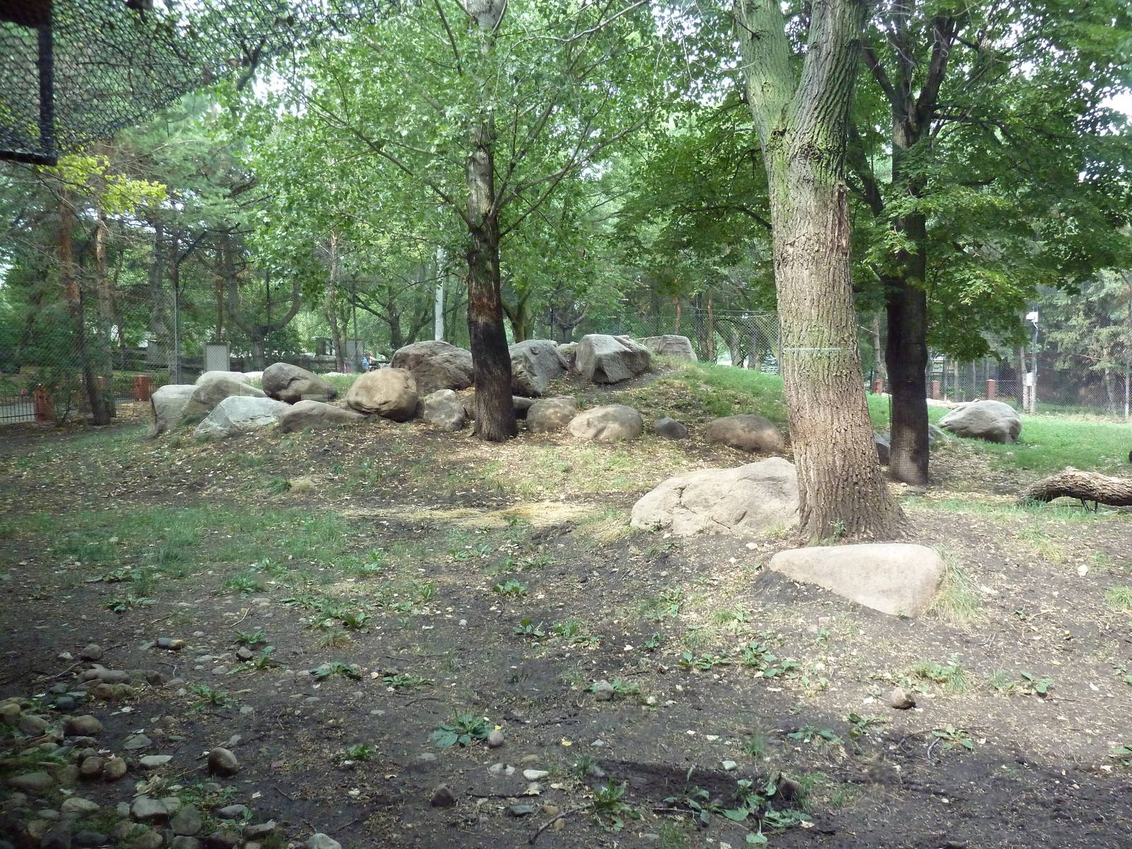 Asian Cats - Amur Tiger Exhibit
