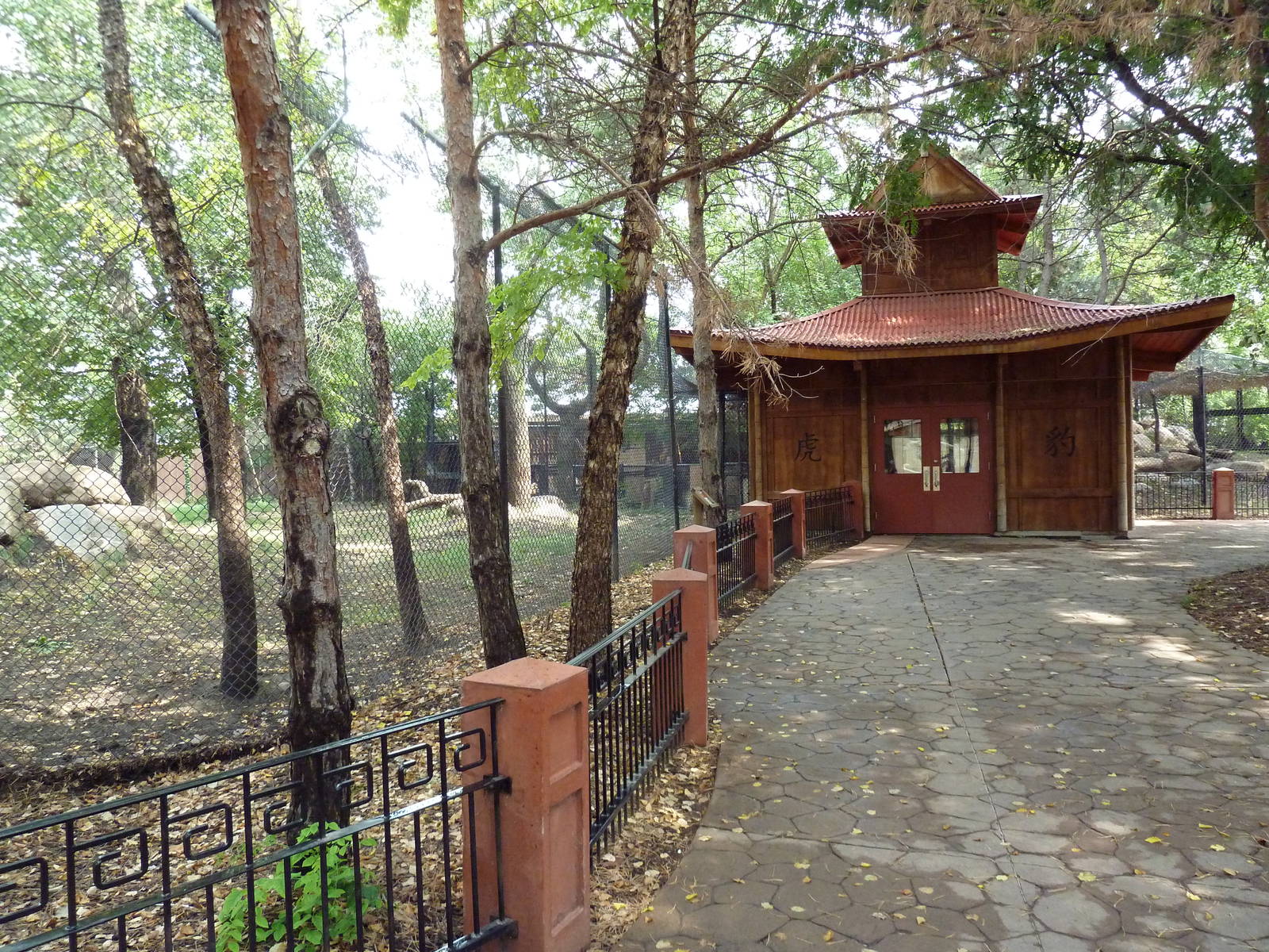 Asian Cats - Amur Tiger Exhibit