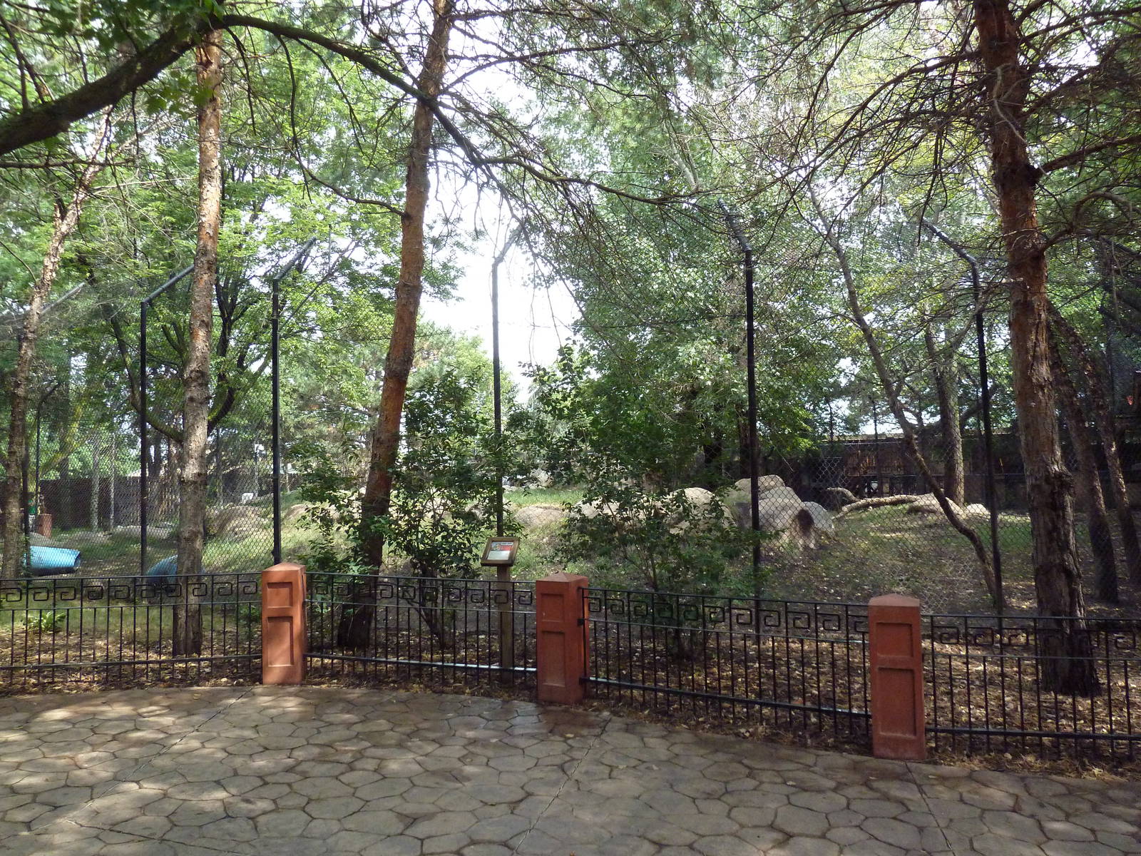 Asian Cats - Amur Tiger Exhibit