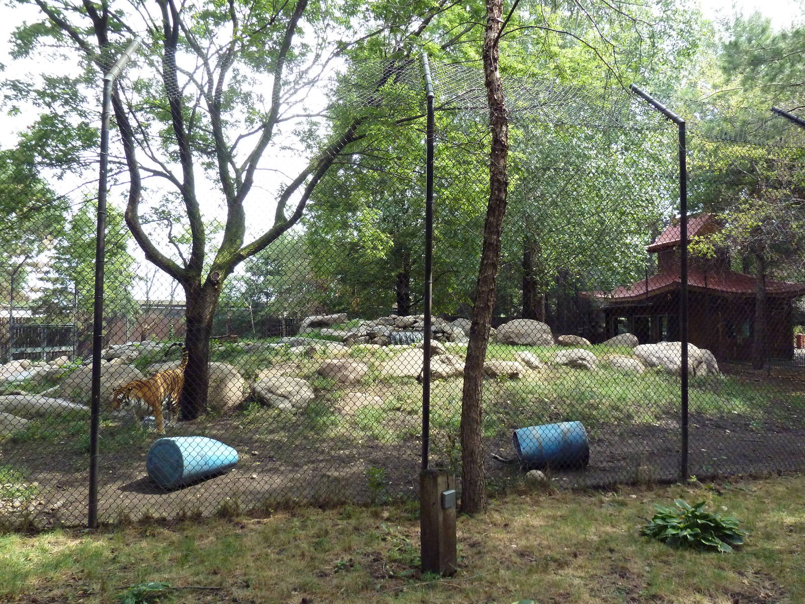 Asian Cats - Amur Tiger Exhibit