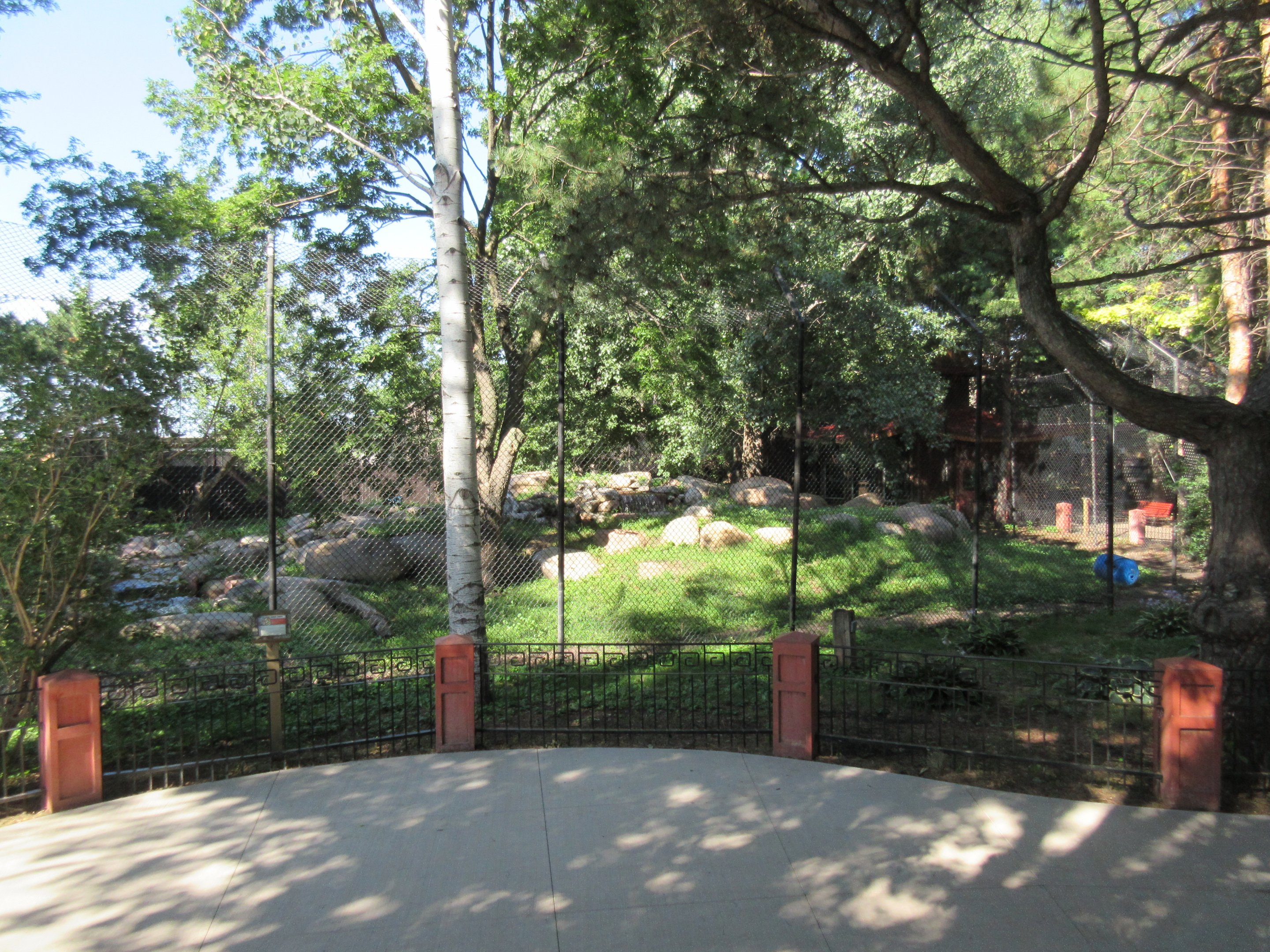 Asian Cats - Amur Tiger Exhibit