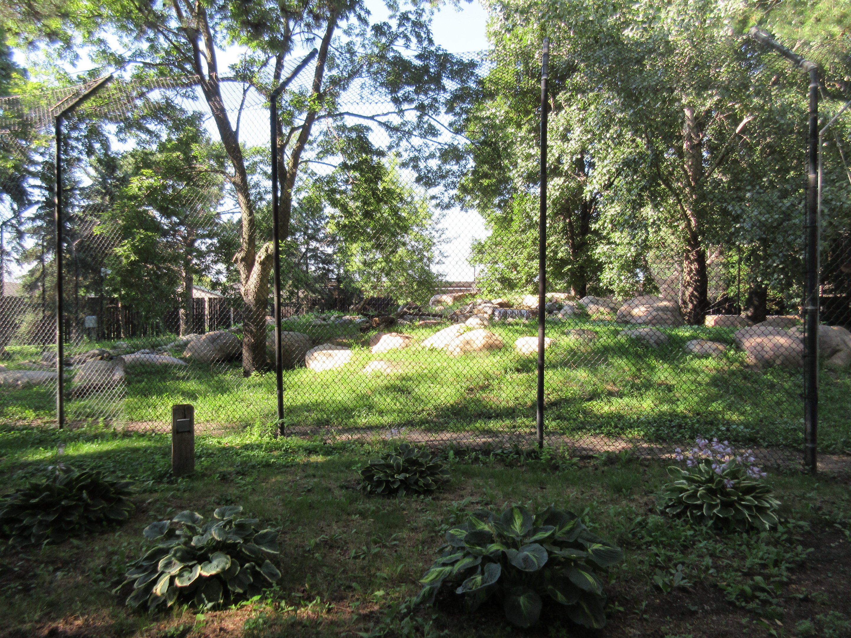 Asian Cats - Amur Tiger Exhibit