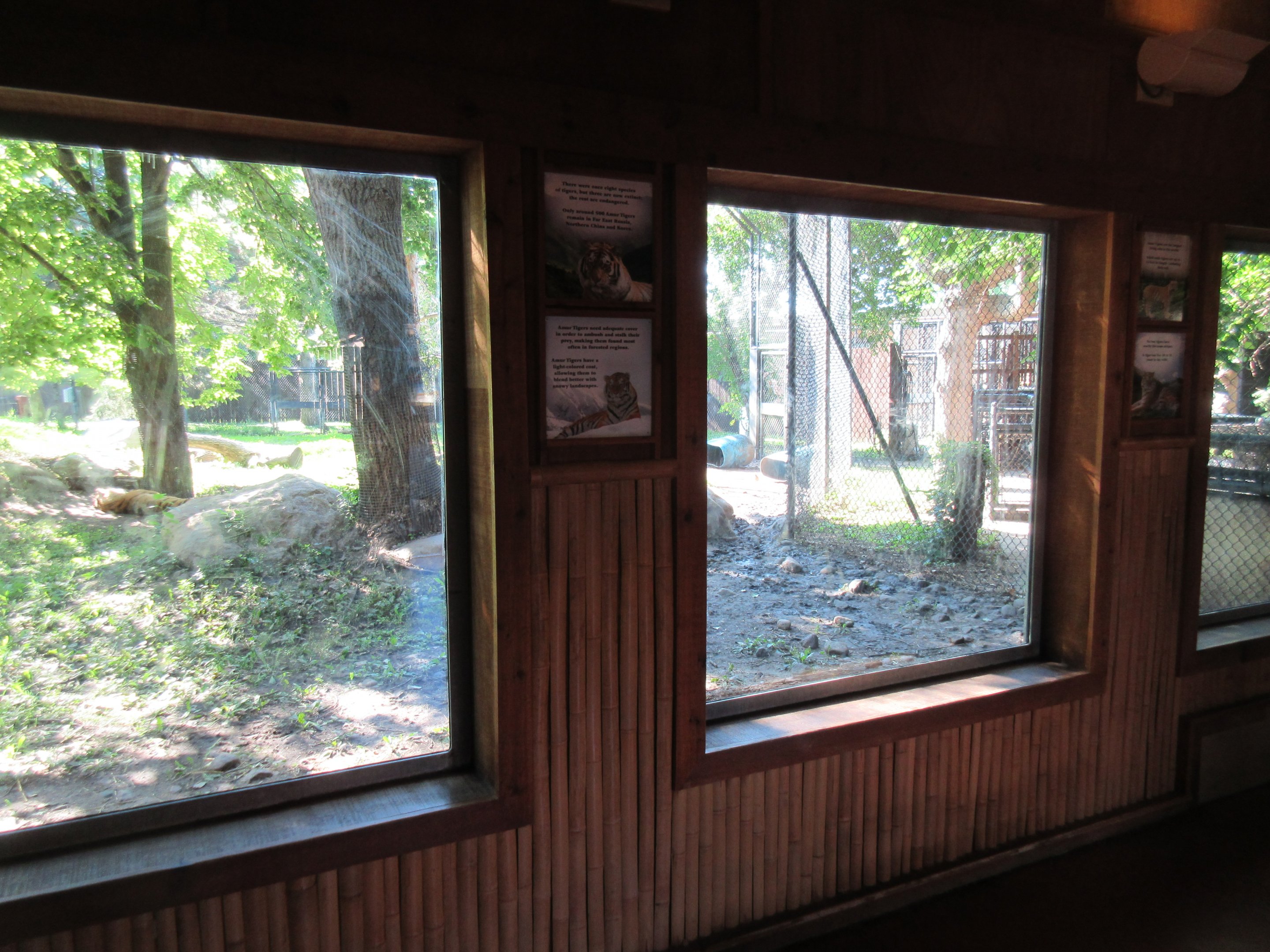 Asian Cats - Amur Tiger Exhibit