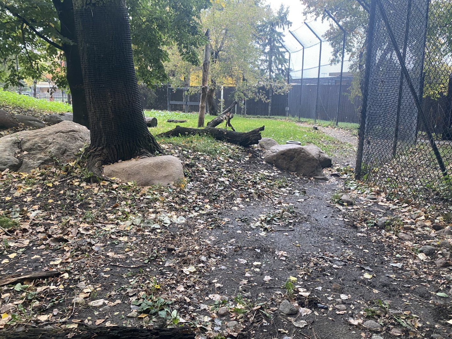 Asian Cats - Amur Tiger Exhibit