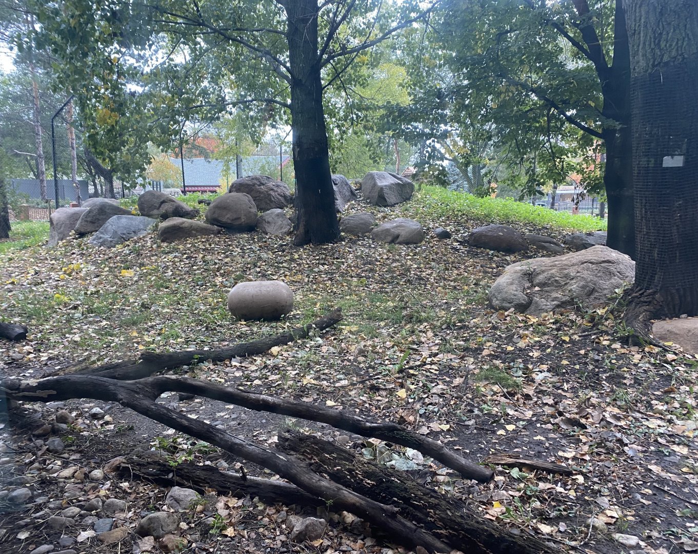 Asian Cats - Amur Tiger Exhibit
