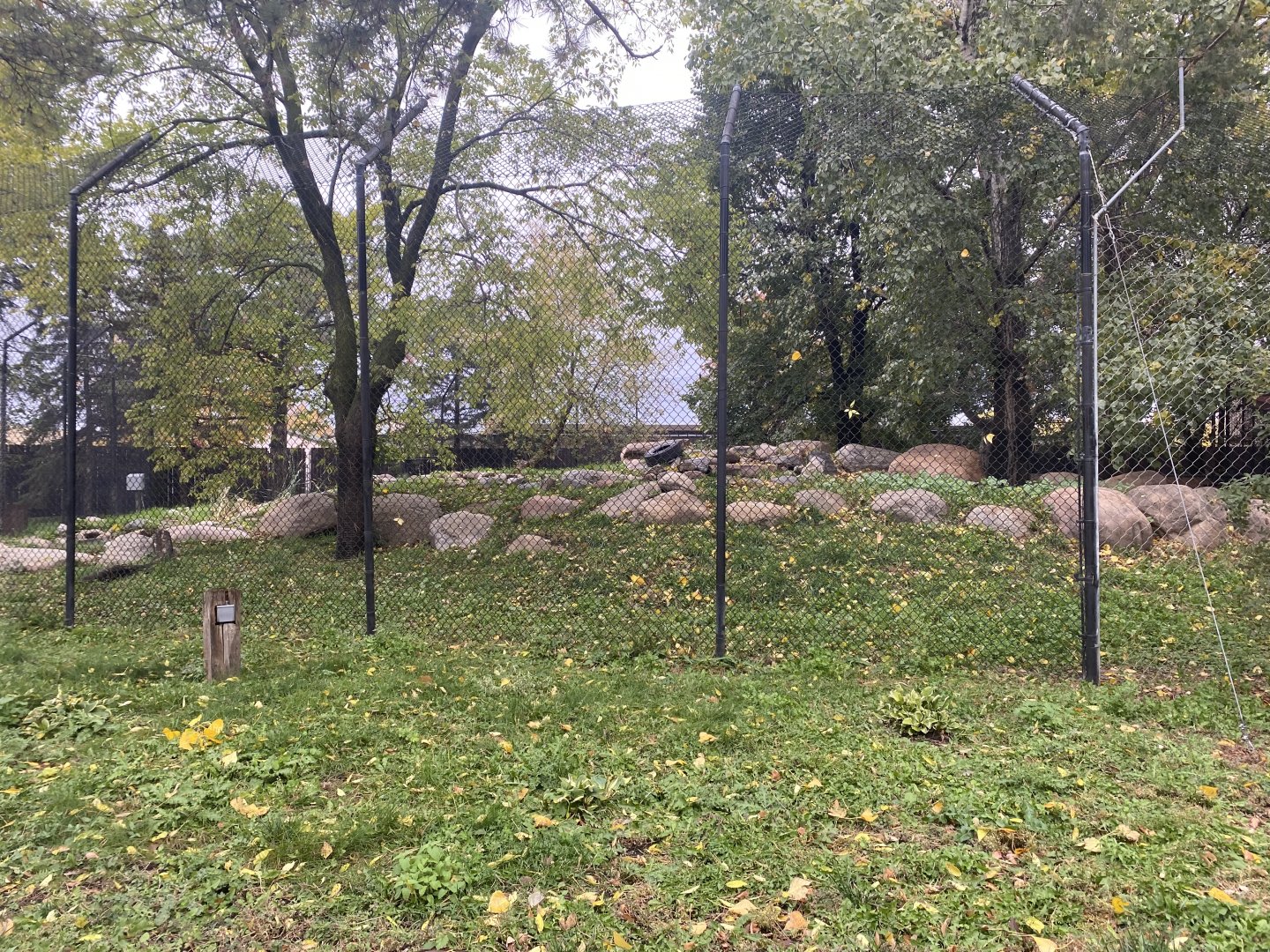 Asian Cats - Amur Tiger Exhibit