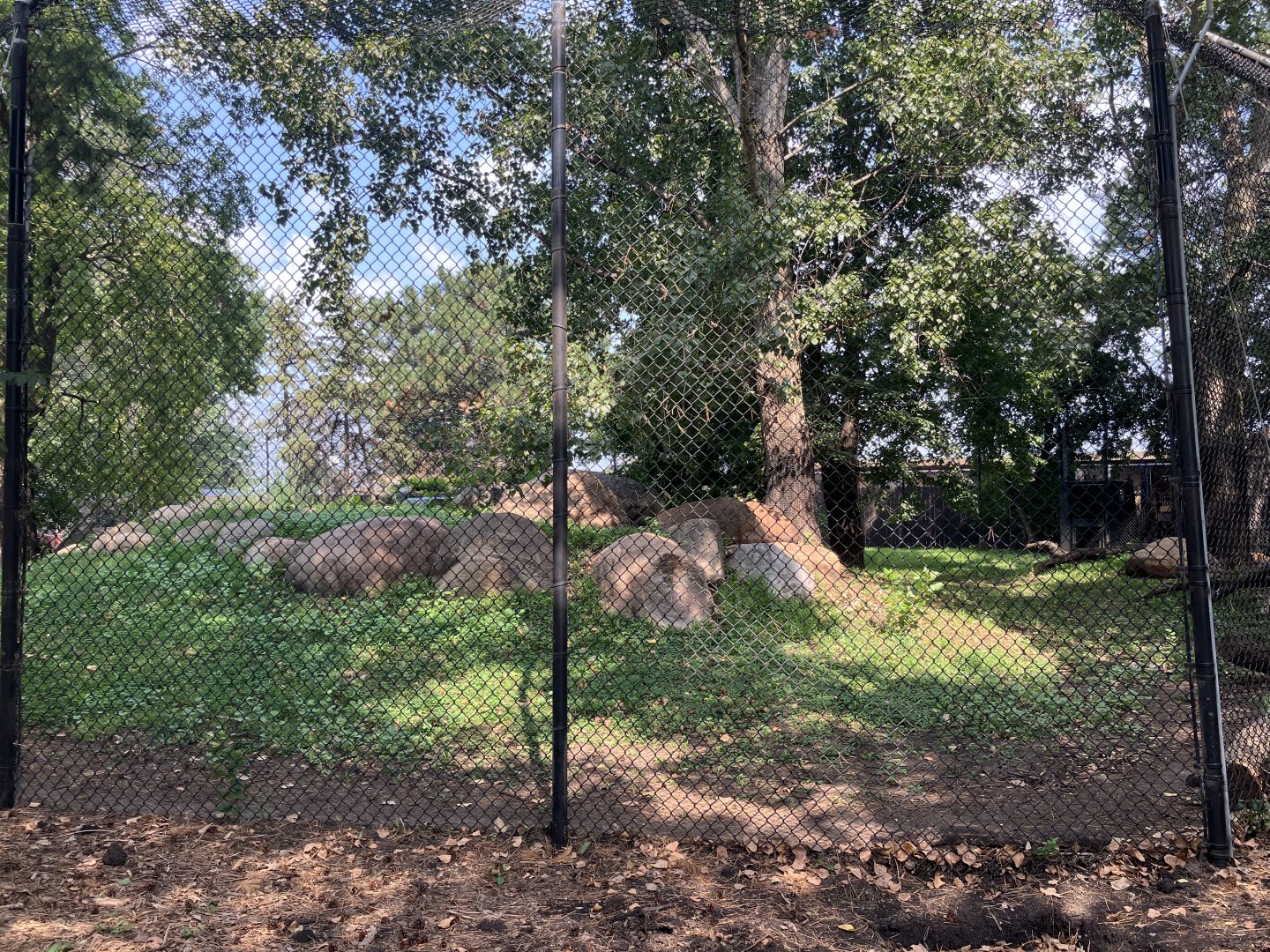 Asian Cats - Amur Tiger Exhibit