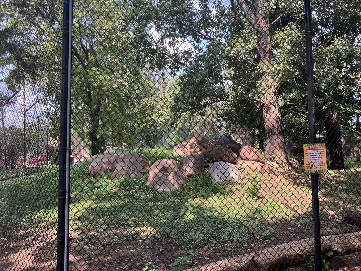 Asian Cats - Amur Tiger Exhibit