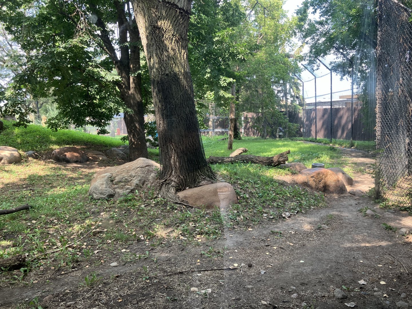 Asian Cats - Amur Tiger Exhibit
