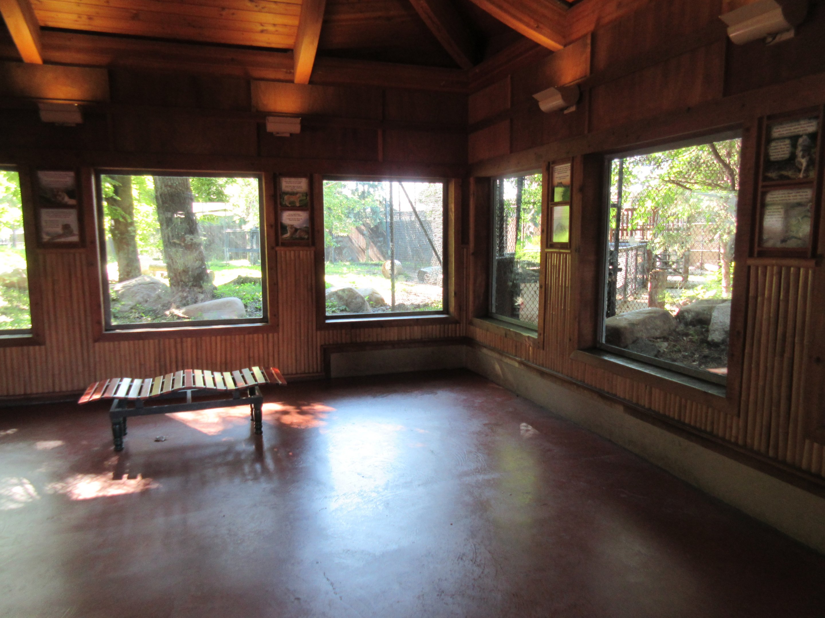 Asian Cats - Amur Tiger + Snow Leopard Viewing Area