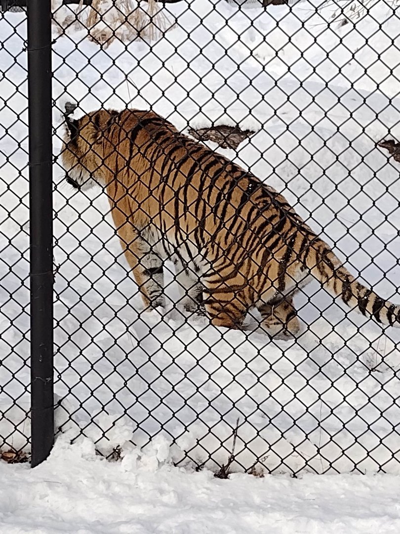 Asian Cats- Amur Tiger