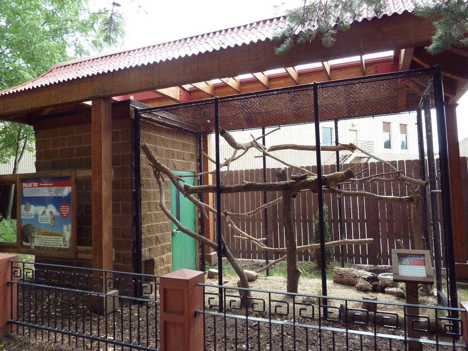 Asian Cats - Pallas Cat Exhibit