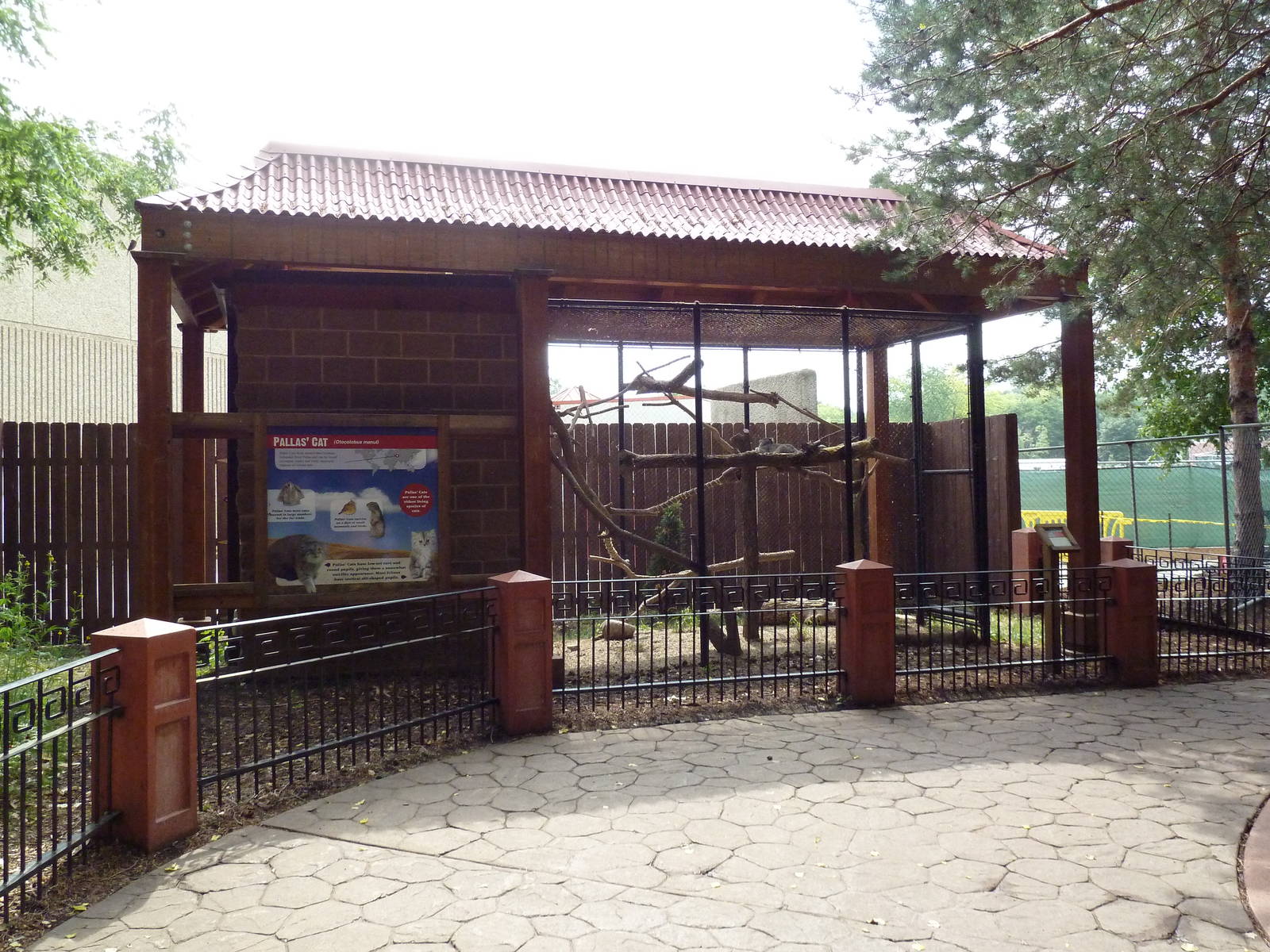 Asian Cats - Pallas Cat Exhibit