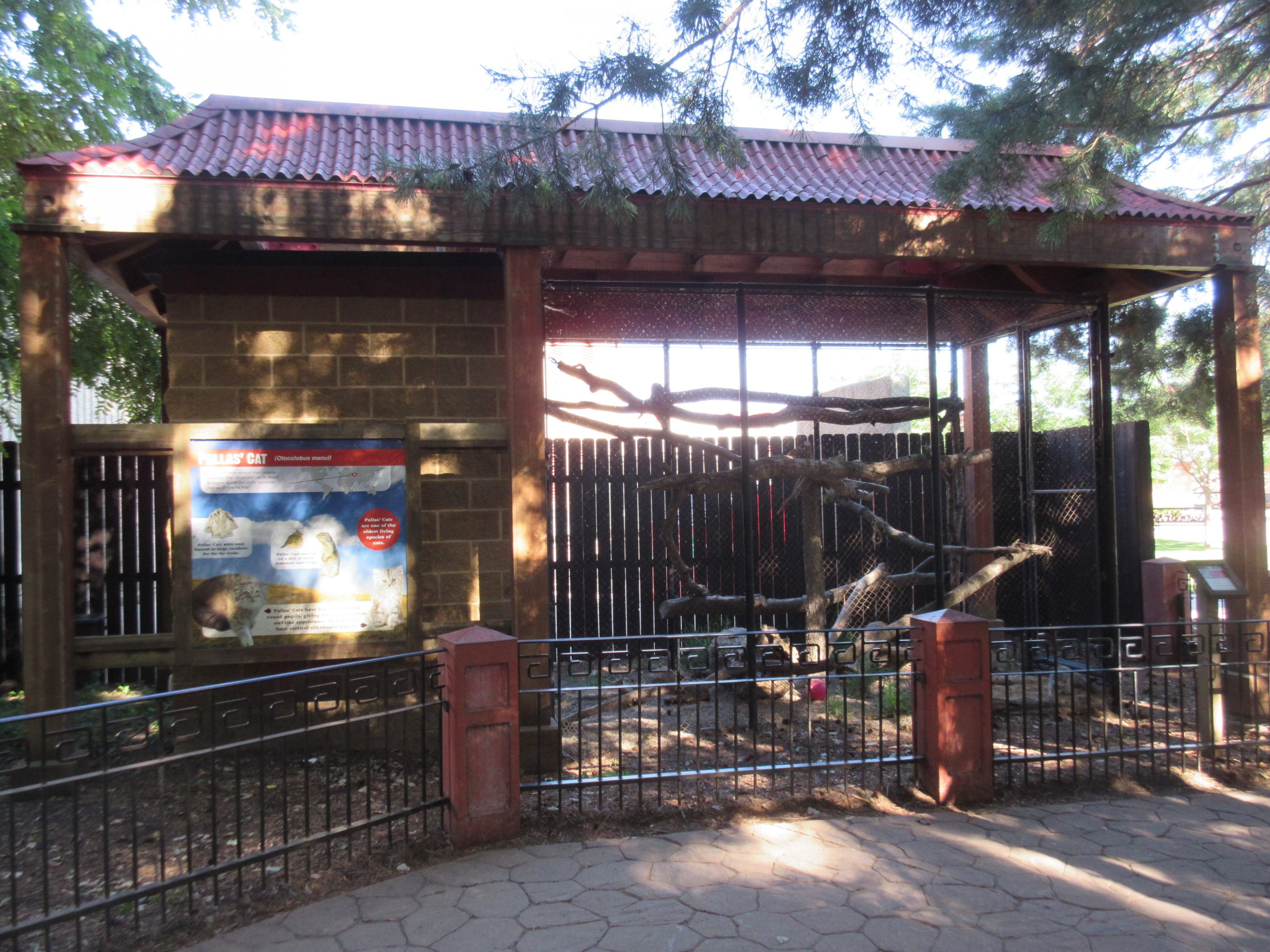 Asian Cats - Pallas' Cat Exhibit