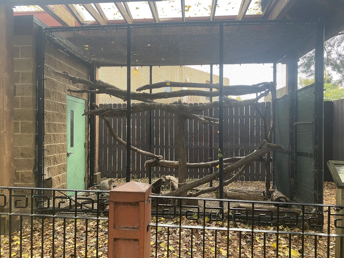 Asian Cats - Pallas Cat Exhibit