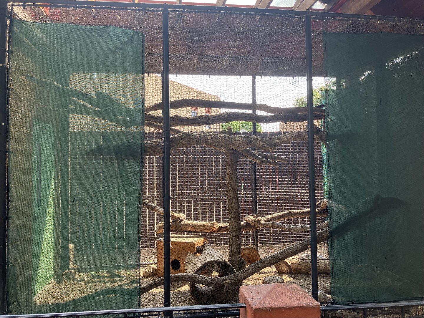 Asian Cats - Pallas Cat Exhibit