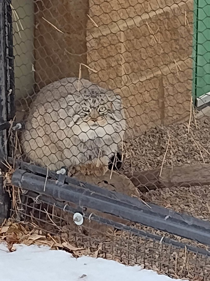 Asian Cats- Pallas' Cat