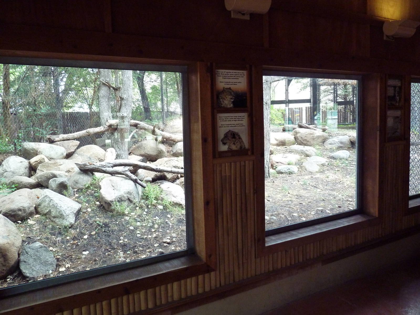 Asian Cats - Snow Leopard Exhibit