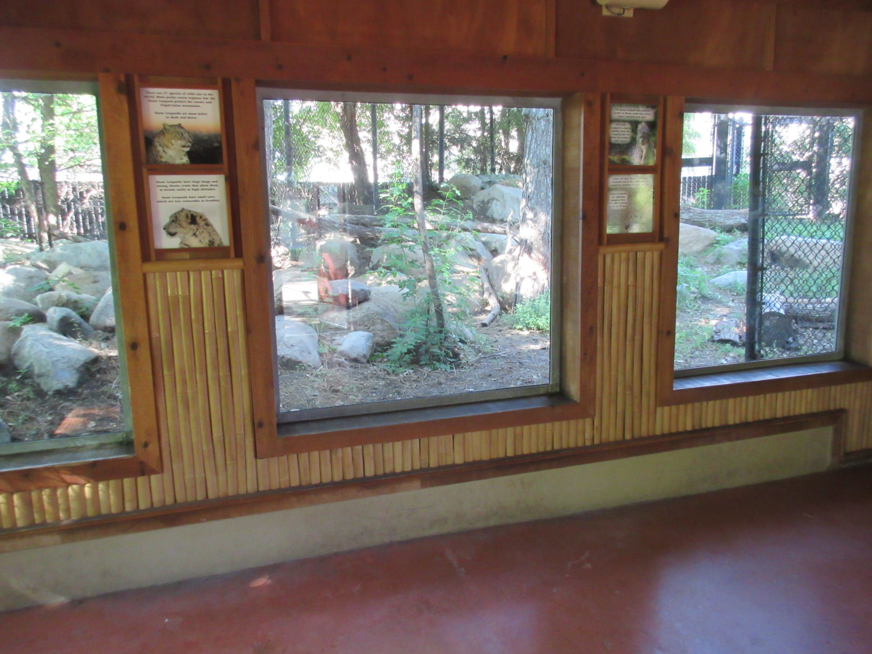 Asian Cats - Snow Leopard Exhibit