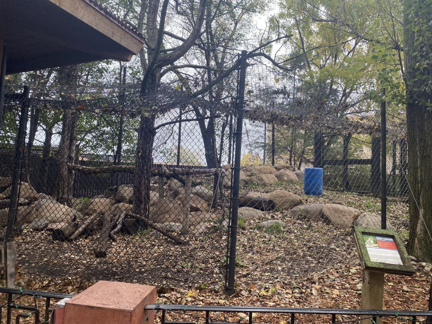 Asian Cats - Snow Leopard Exhibit