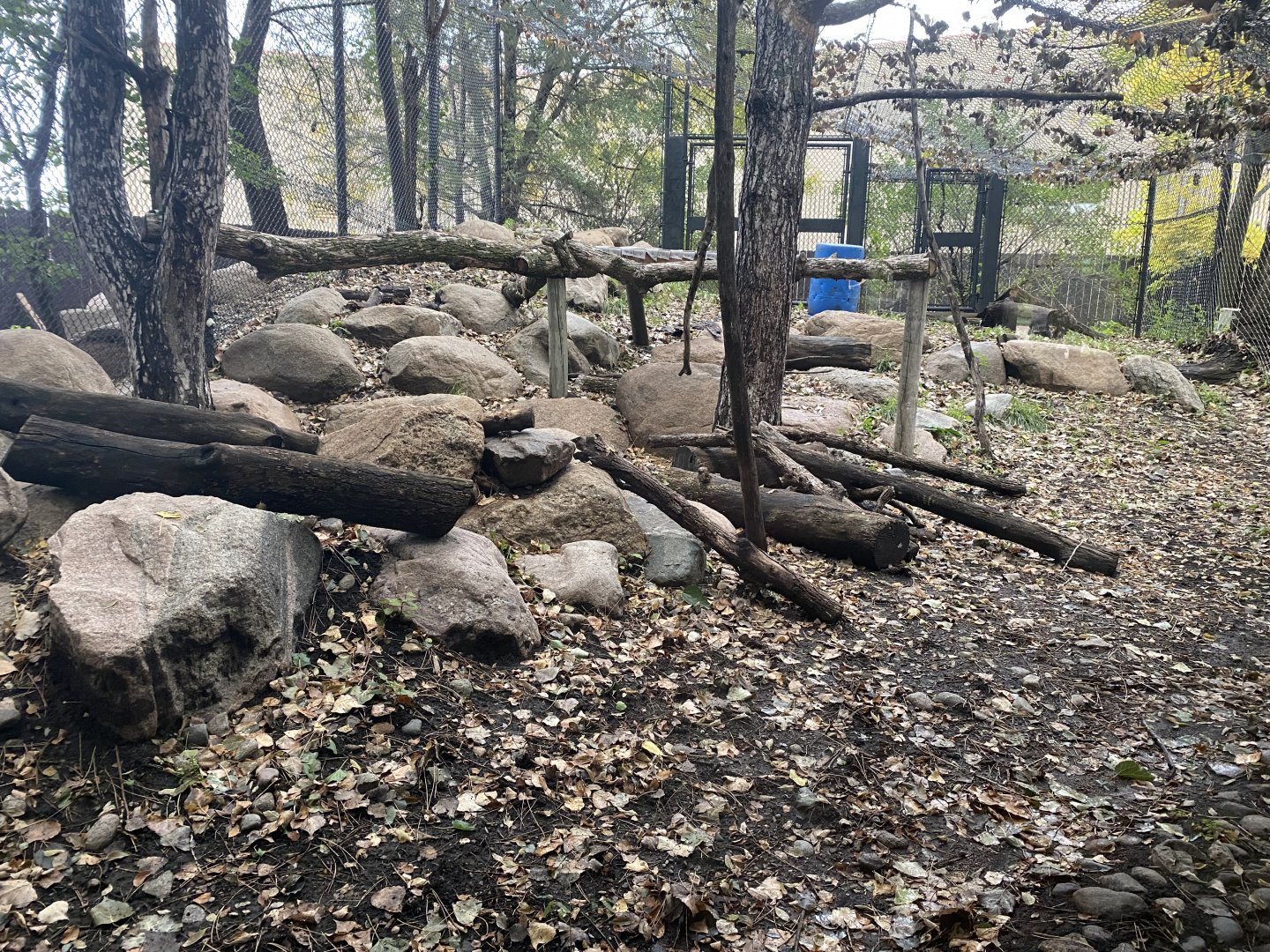 Asian Cats - Snow Leopard Exhibit