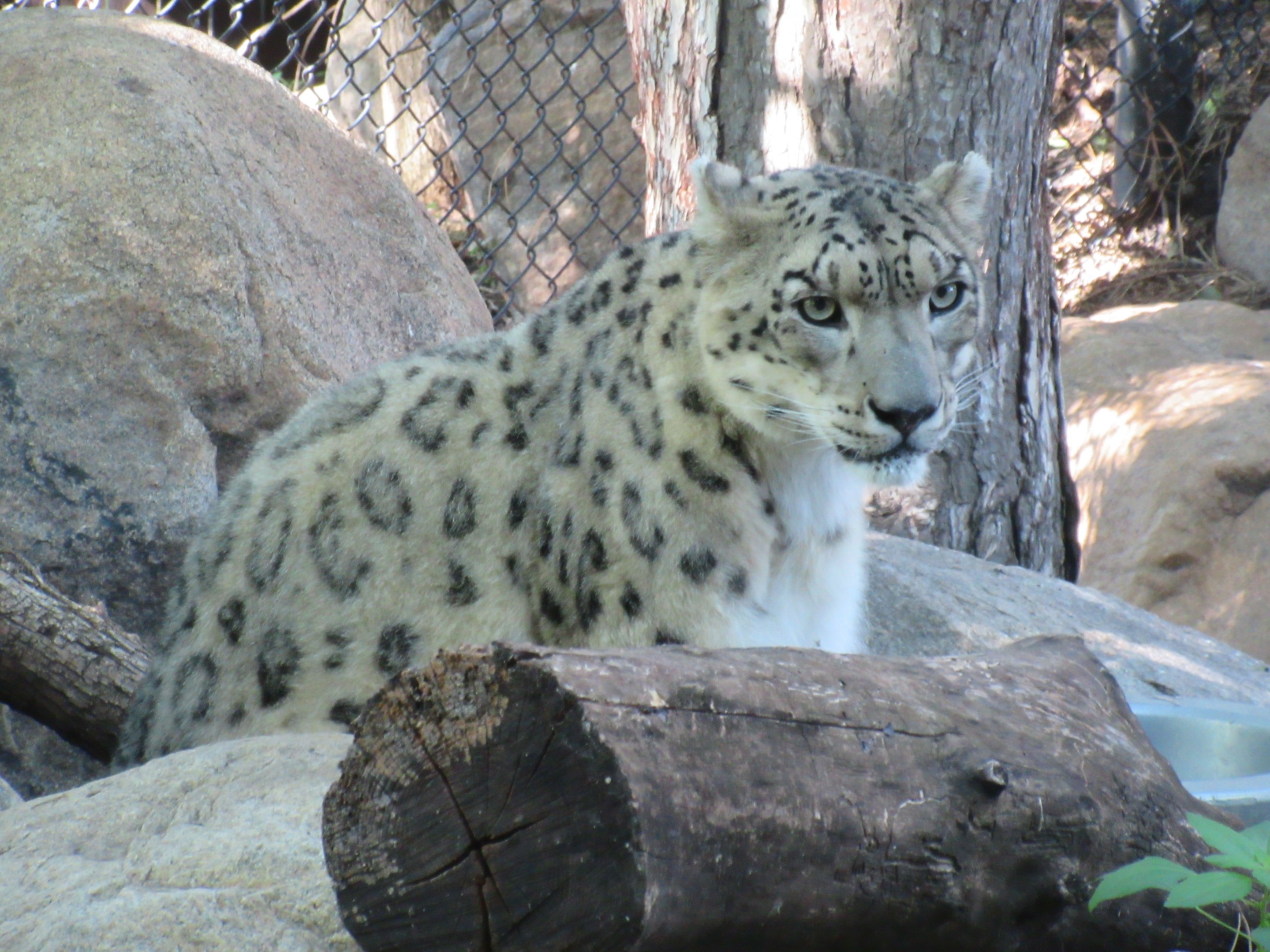 Asian Cats - Snow Leopard