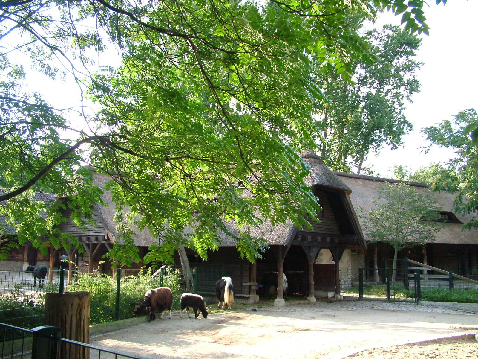 Asian Cattle House at Berlin Zoo, 31/08/11