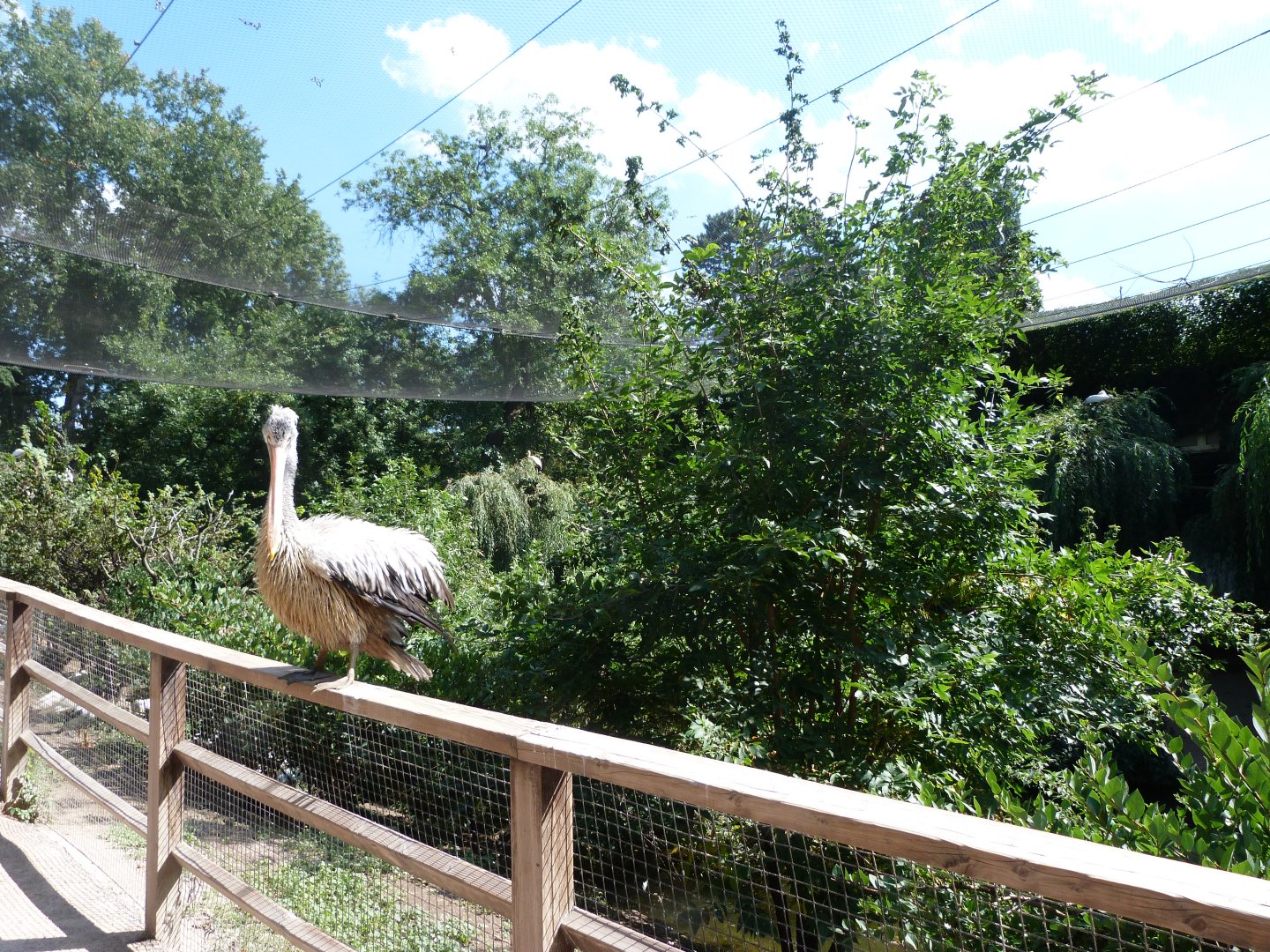 Asian cliff walkthrough aviary -Zoo Praha (2025)